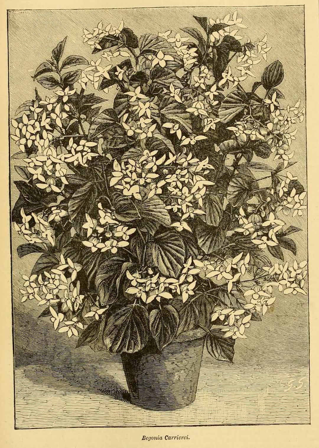 B. ‘Carrierei’